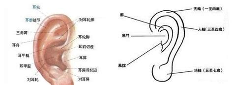 耳屏有痣的男人|男人耳屏有痣代表什么